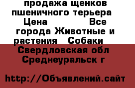 продажа щенков пшеничного терьера › Цена ­ 35 000 - Все города Животные и растения » Собаки   . Свердловская обл.,Среднеуральск г.